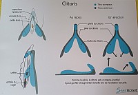 Clitoris flaccide et en érection